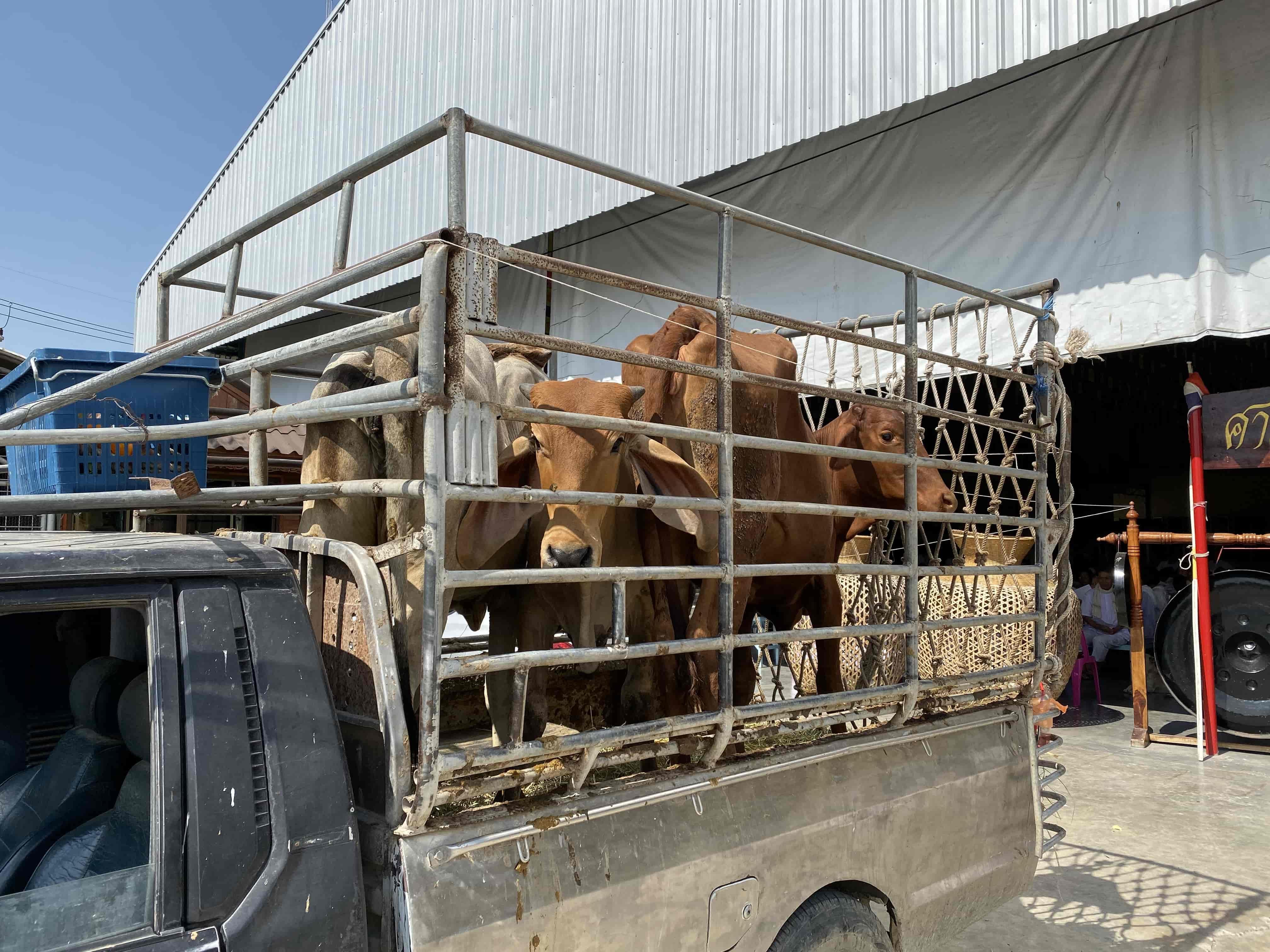 3 pregnant cows destined for slaughter were given a rare second chance. 🐮